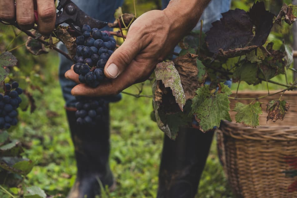 red wine grapes being hand harvested